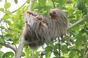 Faultier im tropischen Regenwald von Panama während einer individuellen Panama Rundreise