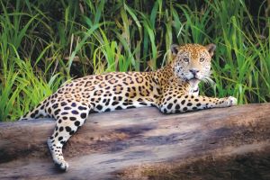 Ein Jaguar ruht auf einem Baumstamm am Ufer des Tambopata-Flusses im peruanischen Amazonas.