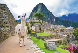 Ein Lama steht auf einem Wanderweg vor der berühmten Inkastadt Machu Picchu in den peruanischen Anden.