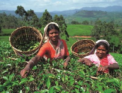 Informationen zum Reiseland Sri Lanka Teaserbild