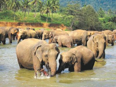 Rundreisen durch Sri Lanka Teaserbild