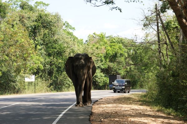 Typisches Straßenbild in Sri Lanka