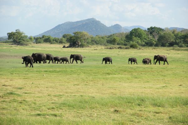 Naturreise Sri Lanka Teaserbild