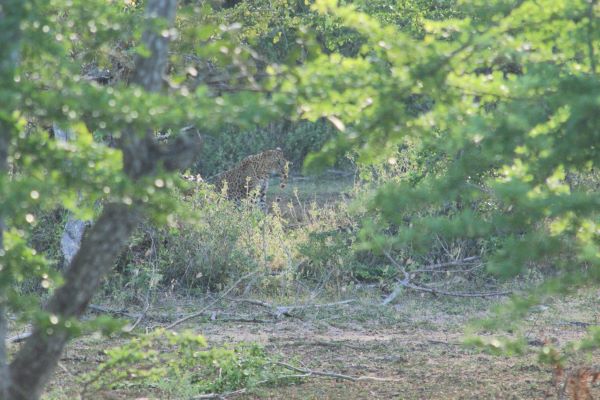Leopard im Yala Nationalpark