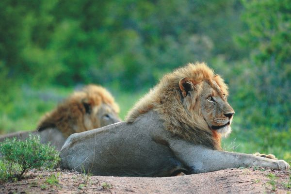 Majestätische Löwen im Motswari Nationalpark, Südafrika