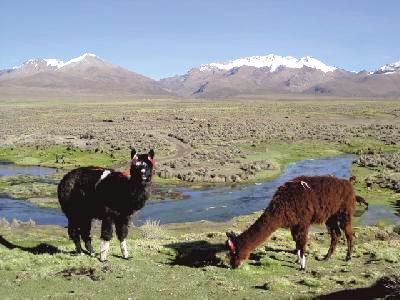 Destination Bolivien – Jetzt Urlaub buchen Teaserbild