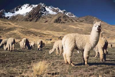 Urlaub in Peru online buchen Teaserbild