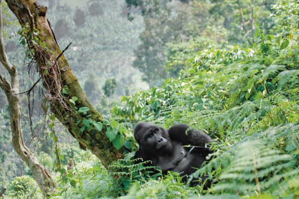 Gorilla Begegnungen in Uganda Gorilla Begegnungen in Uganda