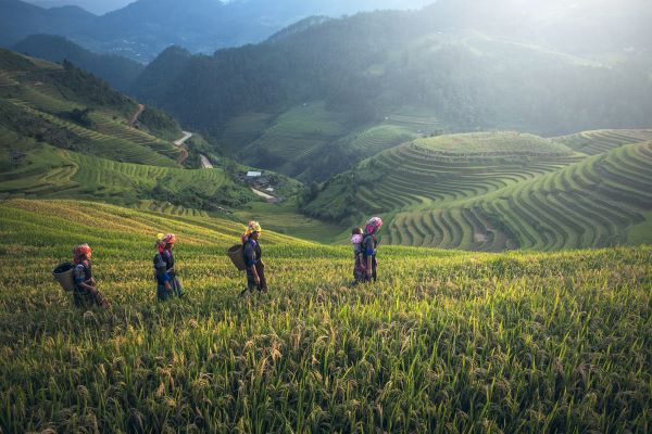 Reisfelder rund um Sapa in Vietnam Reisfelder rund um Sapa in Vietnam