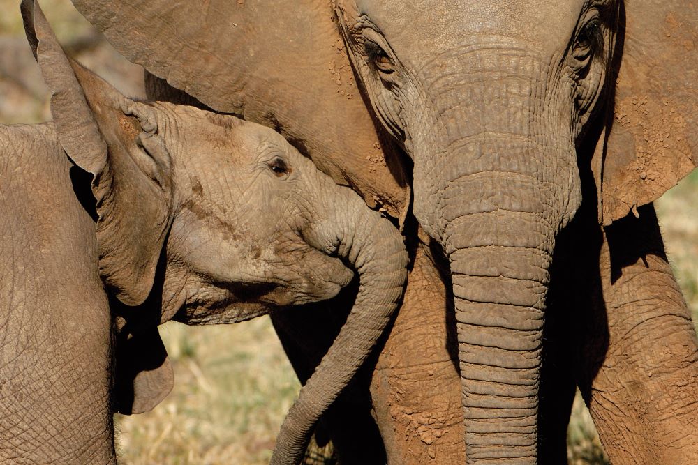 Rundreisen in Botswana Teaserbild