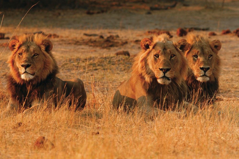 Mietwagenreisen in Botswana Teaserbild